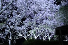 夜桜