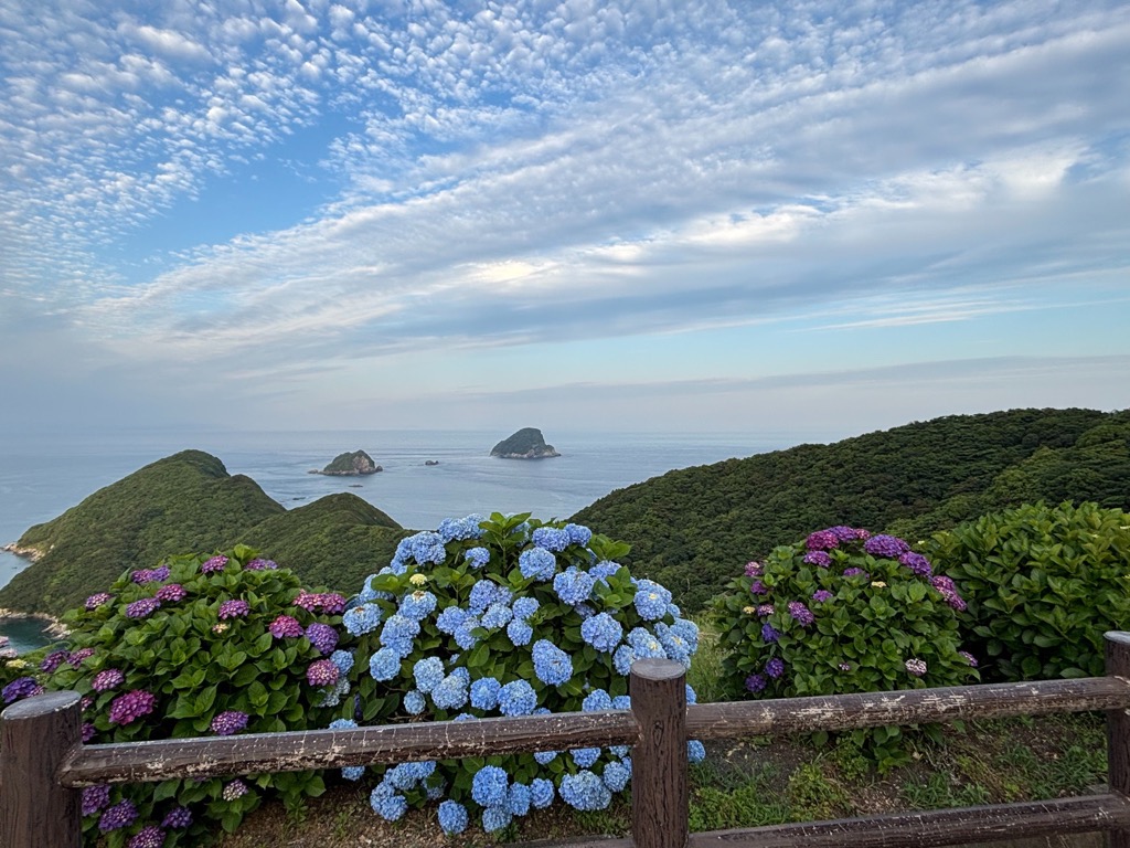 R8.5.30　空の展望所アジサイ
