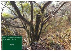 R6城山歴史公園伐採前