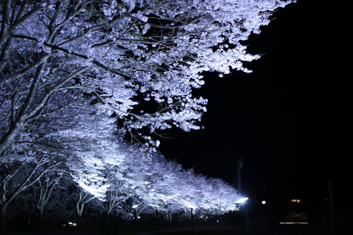 夜桜