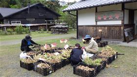 張り上げた球根は持って帰ることができます