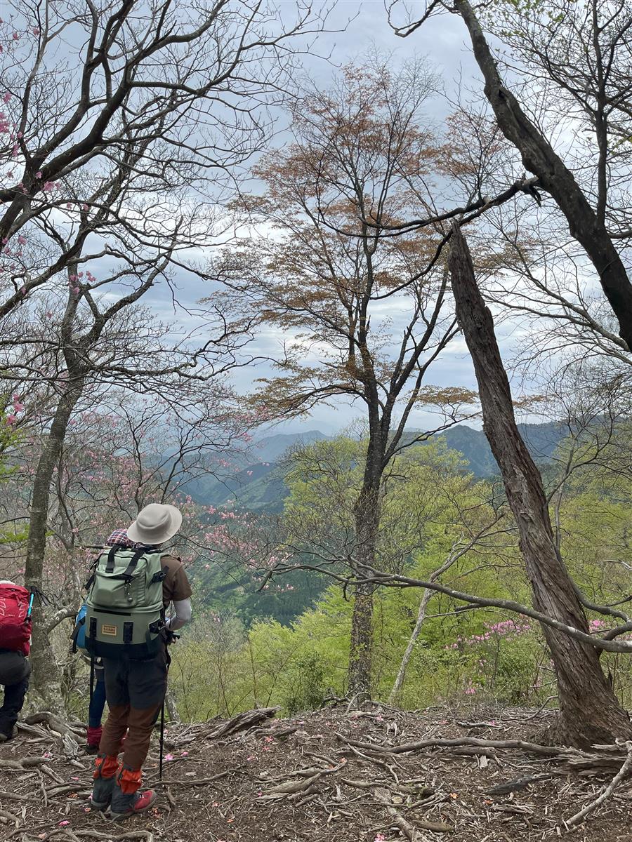 アケボノツツジ鑑賞登山