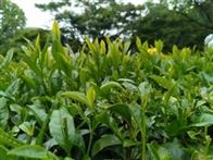 新茶