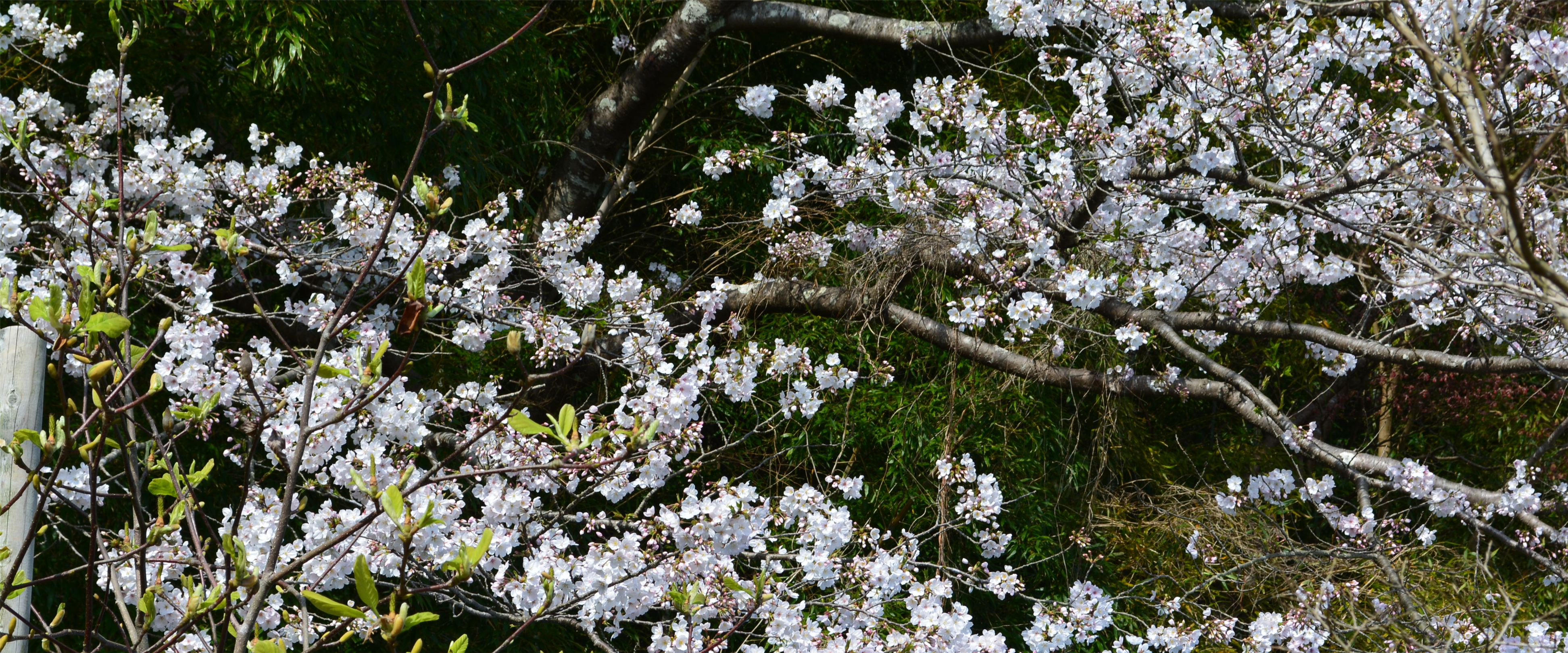 歴史資料館　桜