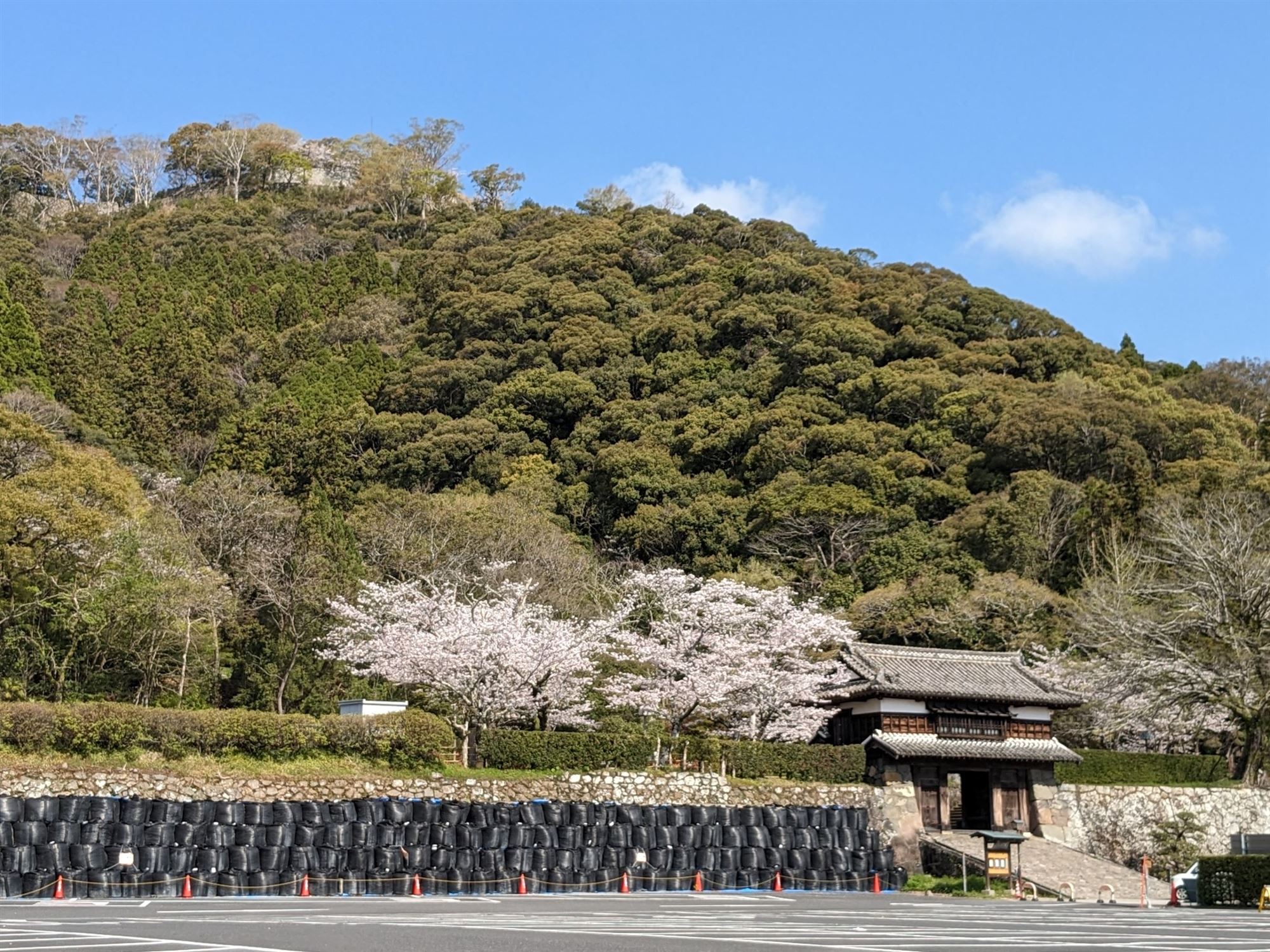 桜と城跡